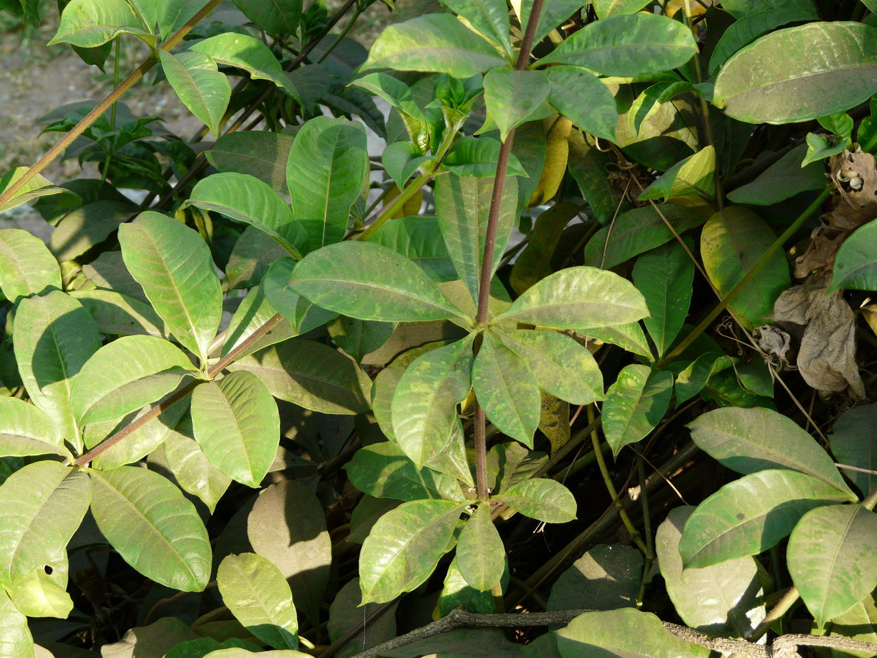 معرفی و راهنمای پرورش گیاهان زینتی - گل آلاله